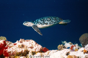 "On a Mission".Done in cozumel on a "tortuga" dive across... by David Cohn 